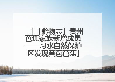 「黔物志」贵州芭蕉家族新增成员——习水自然保护区发现黄苞芭蕉