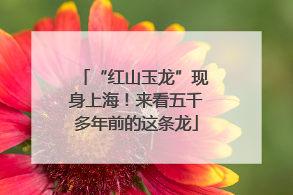 “红山玉龙”现身上海！来看五千多年前的这条龙