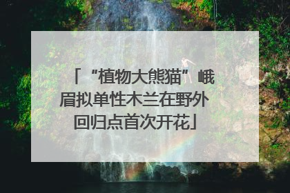 “植物大熊猫”峨眉拟单性木兰在野外回归点首次开花