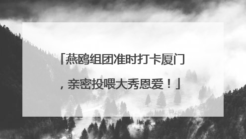 燕鸥组团准时打卡厦门，亲密投喂大秀恩爱！