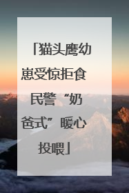 猫头鹰幼崽受惊拒食 民警“奶爸式”暖心投喂