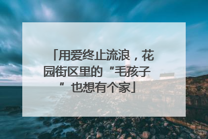 用爱终止流浪，花园街区里的“毛孩子”也想有个家