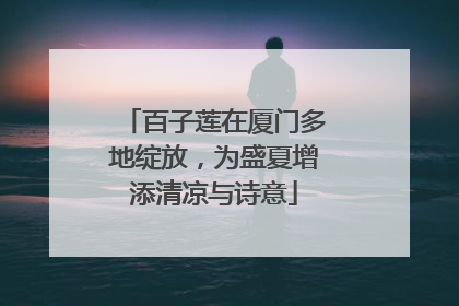 百子莲在厦门多地绽放，为盛夏增添清凉与诗意