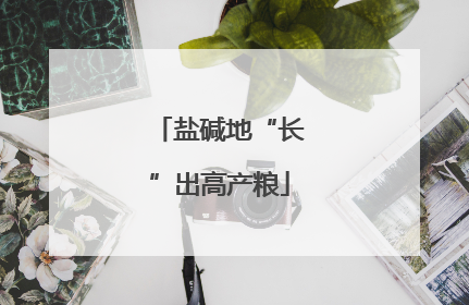 盐碱地“长”出高产粮