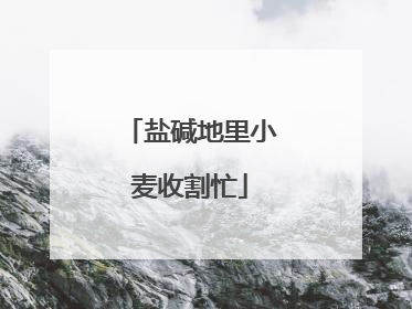盐碱地里小麦收割忙