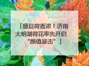 盛夏荷香浓！济南大明湖荷花率先开启“颜值暴击”