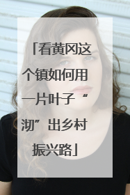 看黄冈这个镇如何用一片叶子“沏”出乡村振兴路