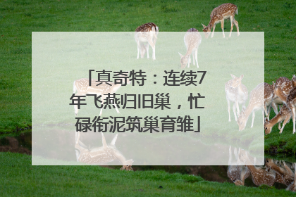 真奇特：连续7年飞燕归旧巢，忙碌衔泥筑巢育雏