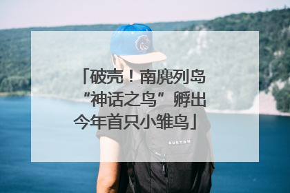 破壳！南麂列岛“神话之鸟”孵出今年首只小雏鸟