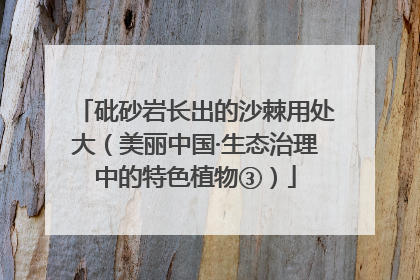 砒砂岩长出的沙棘用处大（美丽中国·生态治理中的特色植物③）
