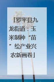 罗平县九龙街道：玉米制种“苗”绘产业兴农新画卷