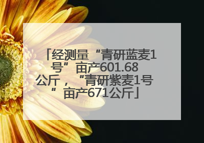 经测量“青研蓝麦1号”亩产601.68公斤，“青研紫麦1号”亩产671公斤