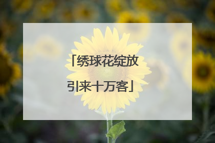 绣球花绽放 引来十万客