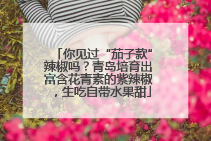 你见过“茄子款”辣椒吗？青岛培育出富含花青素的紫辣椒，生吃自带水果甜