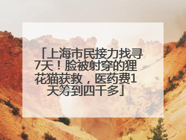 上海市民接力找寻7天！脸被射穿的狸花猫获救，医药费1天筹到四千多