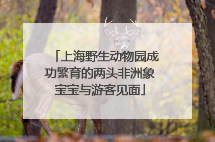 上海野生动物园成功繁育的两头非洲象宝宝与游客见面