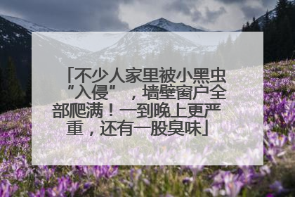 不少人家里被小黑虫“入侵”，墙壁窗户全部爬满！一到晚上更严重，还有一股臭味