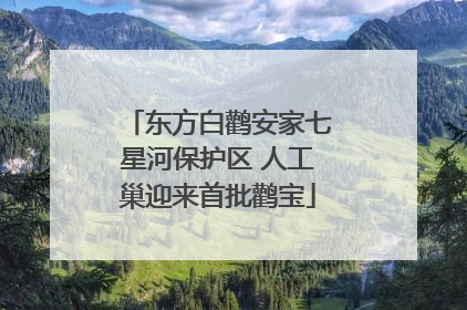 东方白鹳安家七星河保护区 人工巢迎来首批鹳宝