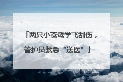 两只小苍鹭学飞刮伤，管护员紧急“送医”