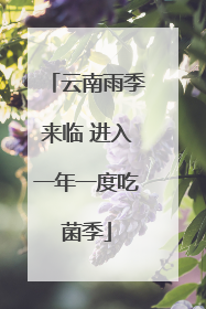 云南雨季来临 进入一年一度吃菌季