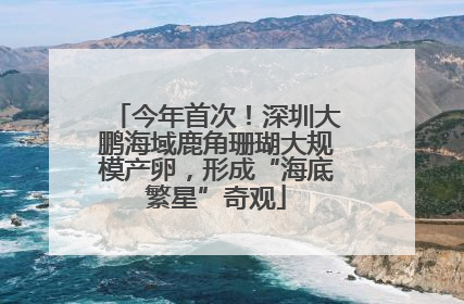 今年首次！深圳大鹏海域鹿角珊瑚大规模产卵，形成“海底繁星”奇观