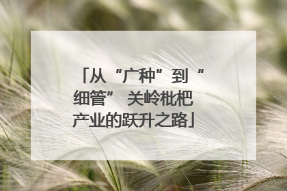 从“广种”到“细管” 关岭枇杷产业的跃升之路