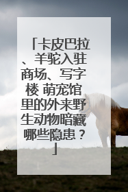 卡皮巴拉、羊驼入驻商场、写字楼 萌宠馆里的外来野生动物暗藏哪些隐患？