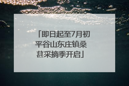 即日起至7月初 平谷山东庄镇桑葚采摘季开启