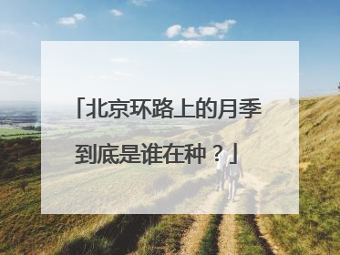 北京环路上的月季到底是谁在种？