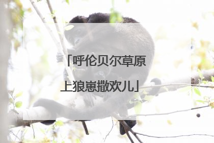 呼伦贝尔草原上狼崽撒欢儿