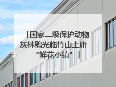 国家二级保护动物灰林鸮光临竹山上庸“鲜花小镇”