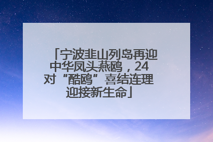 宁波韭山列岛再迎中华凤头燕鸥，24对“酷鸥”喜结连理迎接新生命