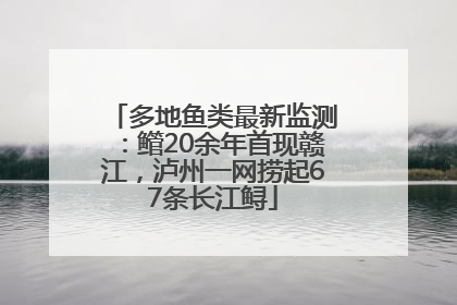 多地鱼类最新监测：鳤20余年首现赣江，泸州一网捞起67条长江鲟