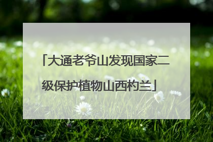 大通老爷山发现国家二级保护植物山西杓兰
