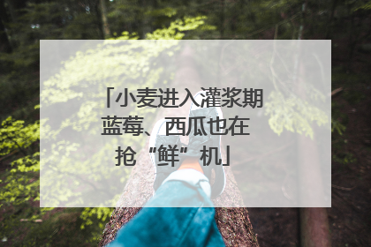 小麦进入灌浆期 蓝莓、西瓜也在抢“鲜”机