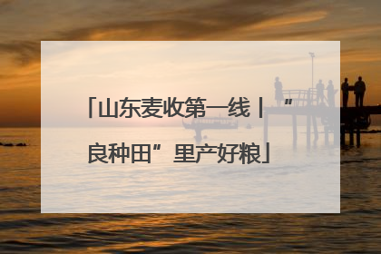 山东麦收第一线丨“良种田”里产好粮