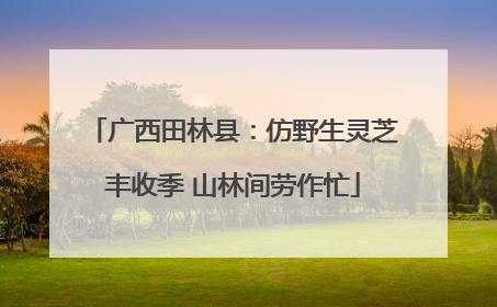 广西田林县：仿野生灵芝丰收季 山林间劳作忙