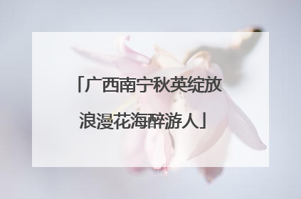 广西南宁秋英绽放 浪漫花海醉游人