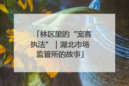 林区里的“宠客执法”｜湖北市场监管所的故事
