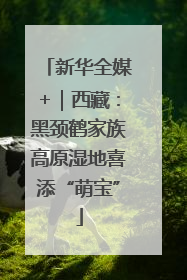 新华全媒+｜西藏：黑颈鹤家族高原湿地喜添“萌宝”