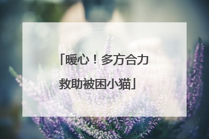 暖心！多方合力救助被困小猫