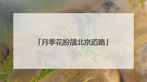 月季花扮靓北京道路