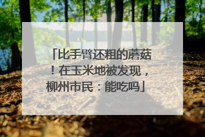 比手臂还粗的蘑菇！在玉米地被发现，柳州市民：能吃吗