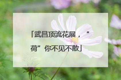 武昌顶流花展，“荷”你不见不散