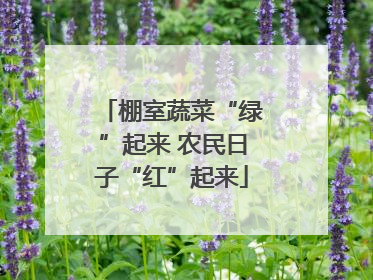 棚室蔬菜“绿”起来 农民日子“红”起来