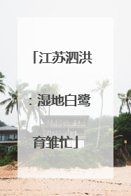 江苏泗洪：湿地白鹭育雏忙