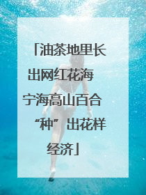 油茶地里长出网红花海 宁海高山百合“种”出花样经济