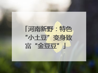 河南新野：特色“小土豆”变身致富“金豆豆”
