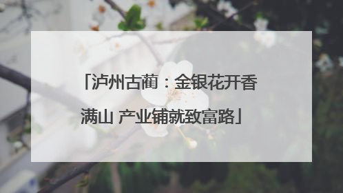 泸州古蔺：金银花开香满山 产业铺就致富路