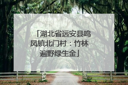 湖北省远安县鸣凤镇北门村：竹林遍野绿生金